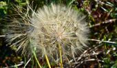 Trail Walking La Valette-du-Var - SityTrail - Le tour du coudon - Photo 14