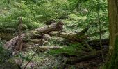 Tour Zu Fuß Unbekannt - Stadtwanderweg 6 - Zugberg - Maurer Wald - Photo 2