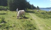 Tocht Stappen Naussac-Fontanes - Lac de Naussac (05 07 2020) - Photo 5