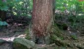 Tour Zu Fuß Eberbach - Rundwanderweg Am Gymnasium 1: Hohe-Warte-Weg - Photo 10