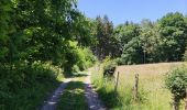 Tocht Stappen Stavelot - Promenade du point de vue de Ster  - Photo 5