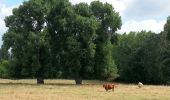 Trail Walking Rivière - Rivière (s Chinon) - 13km 115m 3h10 - 2017 07 14 - Photo 2