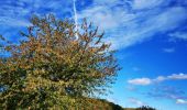 Tocht Te voet Geiselbach - Roter Schmetterling, Rundwanderweg Geiselbach - Photo 1