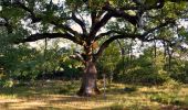 Tour Wandern Solliès-Toucas - SityTrail - siou blanc - Photo 13