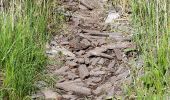 Tocht Te voet Onbekend - Naturlehrpfad obere Lobau (Saltenstraße Rundweg) - Photo 10