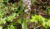 Trail Walking La Haye-Malherbe - Rando La Haye Malherbe Pierre du 24 mai 2021 - Photo 2