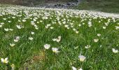 Tour Wandern Saint-Agnan-en-Vercors - prille - Photo 1