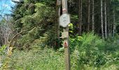 Trail Walking Houffalize - Houffalize 270622 - Photo 16