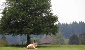 Tour Zu Fuß Wohlen bei Bern - Illiswil - Weiermatt - Photo 2