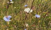 Randonnée Marche Gesves - Faulx-lesTombes - Photo 15