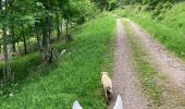 Trail Horseback riding Belmont - Acpl 2ème jour Belmont Bellefosse  - Photo 4