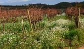 Tour Wandern Les Arcs-sur-Argens - Chemin de Compostelle de Abbaye Celle Roubaud à Lorgues par Ermitage St Ferréol - Photo 10