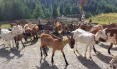 Randonnée Marche Cervières - Arsem Les fonts de Cervieres - Photo 1