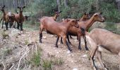Trail Walking Taradeau - taradeau l'oppidum - Photo 2
