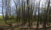 Trail Walking Martelange - Forêt d'Anlier - Le Gros Hêtre - Photo 3