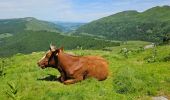 Tocht Stappen Lavigerie - 2024 RA Cantal Puy Mary - Photo 6