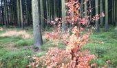 Trail Walking La Roche-en-Ardenne - le marais - Photo 6