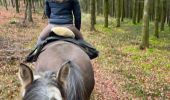 Trail Horseback riding Neufchâteau - Bois de la Fosse - Photo 7