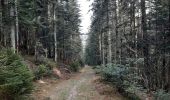 Trail Walking La Bresse - les Champis  - Photo 13