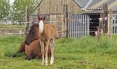 Tour Wandern Habich - rulles semois mellier  - Photo 6