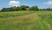 Percorso A piedi Werbach - Rundwanderweg Gamburg 2 - Photo 5