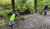 Randonnée Marche Martelange - Dans l’intimité d’une forêt  - Photo 4