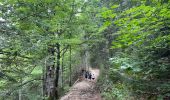 Tocht Stappen Saint-Pierre-de-Chartreuse - Circuit autour de Pravouta (Saint Hilaire du Touvet) - Photo 15