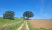 Trail Walking Williers - rando chameleux 22-08-2024 - Photo 17