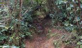 Tour Wandern Bras-Panon - boucle des cascades du chien par le sentier de la Caroline  - Photo 4
