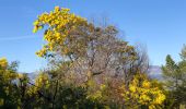 Tour Wandern Tanneron - Massif du Tanneron - Bois de Callian - Photo 2