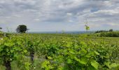 Tocht Stappen Riquewihr - De Riquewihr à Hunawihr  - Photo 1