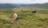 Randonnée Marche Albepierre-Bredons - Le Plomb du Cantal - Photo 7