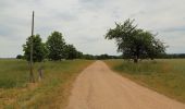 Tocht Te voet Märkische Heide - Wanderweg Große Leuthen-Dollgen-Glietz - Photo 7