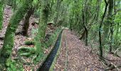 Tour Wandern Ribeira da Janela - Levada  - Photo 11