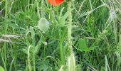 Tocht Stappen Solignat - PUY D'YSSON - Photo 11