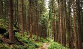 Trail On foot Hohnstein - Geopfad Goßdorf - Photo 1