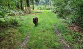 Tocht Stappen Paliseul - Haute tension en boucle  - Photo 10