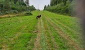 Randonnée Marche Paliseul - Haute tension en boucle  - Photo 3