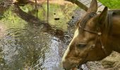 Trail Horseback riding Habay - Les 4 fils saumon à cheval - Photo 9
