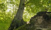 Randonnée Marche Saint-Hubert - St Hubert -arbre de l’année 2022 - Photo 3