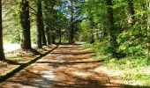 Tocht Stappen Saou - La Grande Combe en Forêt de Saoû - Photo 13