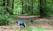 Percorso Marcia Chiny - Chiny Adeps 2026 15 km - Photo 7