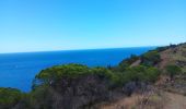Trail Walking Cerbère - cerbère. cap cerbère. coll dels belitras . puig dels frères. cerbère - Photo 9