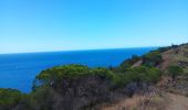 Randonnée Marche Cerbère - cerbère. cap cerbère. coll dels belitras . puig dels frères. cerbère - Photo 9