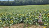 Tocht Stappen Remiencourt - le bois du roi  Remiencourt 80 - Photo 3