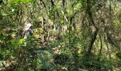 Excursión Senderismo Montauroux - Les gorges de la Siagne et les chênes pluricentenaires - Photo 5