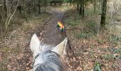 Trail Horseback riding Neufchâteau - Bois d’Ospot - Photo 6
