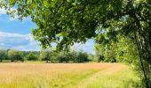 Tocht Stappen Diepenbeek - La vallée du Démer - La réserve naturelle Dorpsbemden à Diepenbeek - Photo 6