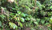 Excursión Senderismo Saint-Claude - Guadeloupe - Chute du Galion - La Citerne - Photo 4