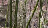 Randonnée Marche La Roche-en-Ardenne - Vecmont - Photo 19